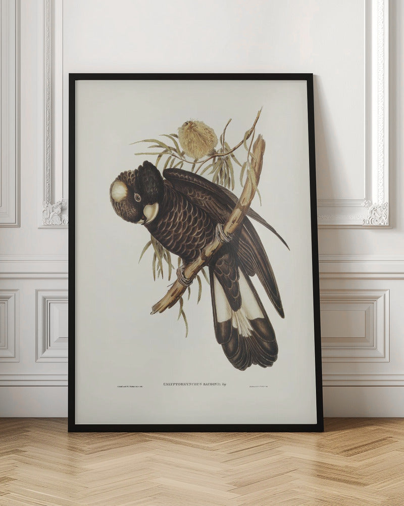 Baudin's Cockatoo Poster